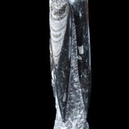 Orthoceras sculpture tower from Morocco 230*65mm 1030g in sunlight - Rocks and Things Store