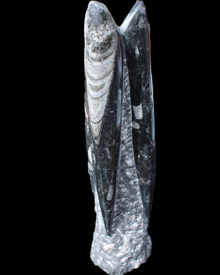 Orthoceras sculpture tower from Morocco 230*65mm 1030g in sunlight - Rocks and Things Store