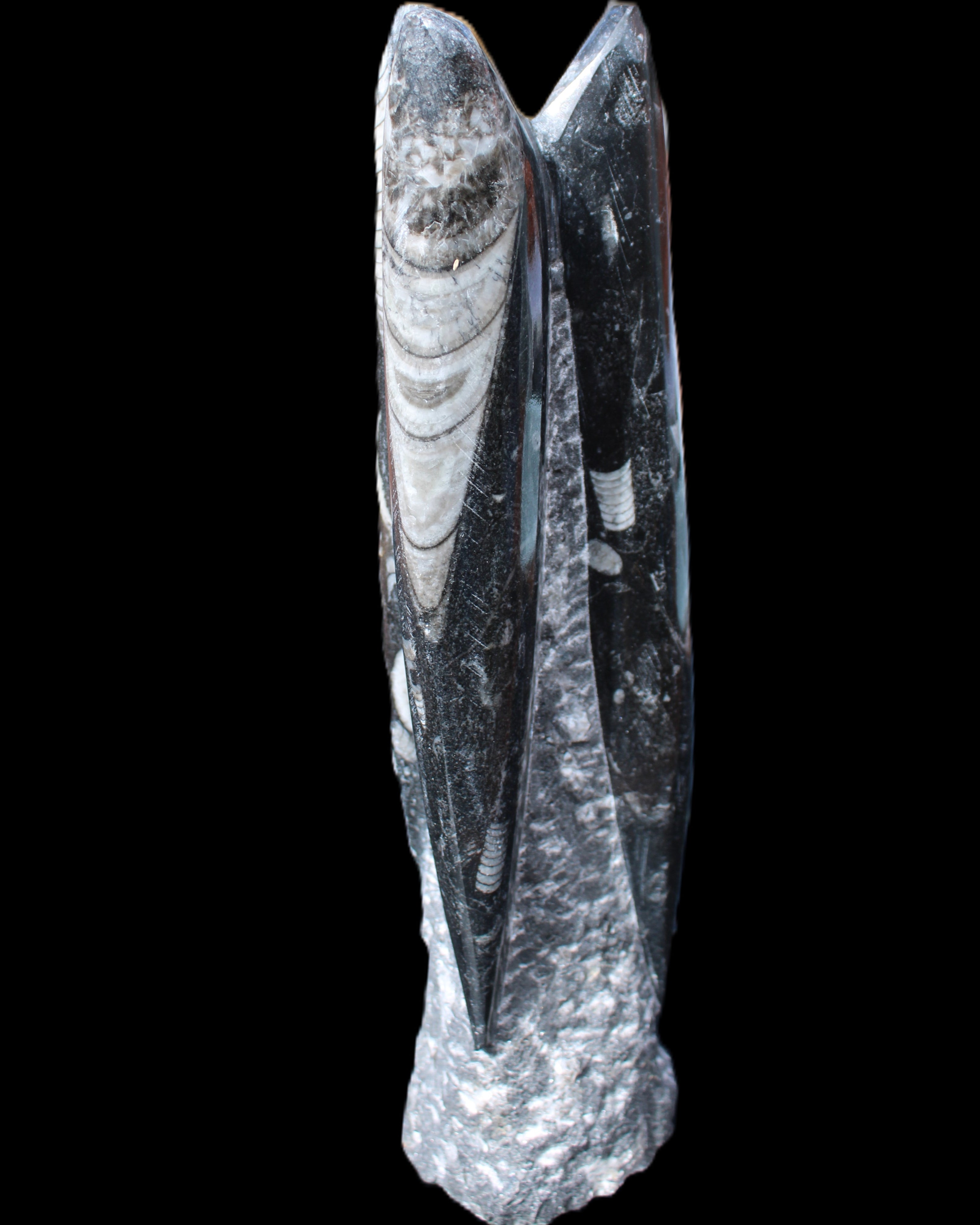 Orthoceras sculpture tower from Morocco 230*65mm 1030g in sunlight - Rocks and Things Store