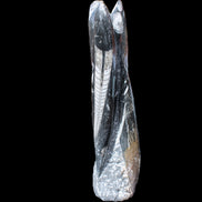 Orthoceras sculpture tower from Morocco 230*65mm 1030g in sunlight - Rocks and Things Store