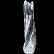 Orthoceras sculpture tower from Morocco 230*65mm 1030g in sunlight - Rocks and Things Store