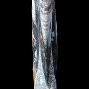 Orthoceras sculpture tower from Morocco 230*65mm 1030g in sunlight - Rocks and Things Store