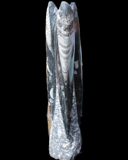 Orthoceras sculpture tower from Morocco 230*65mm 1030g in sunlight - Rocks and Things Store