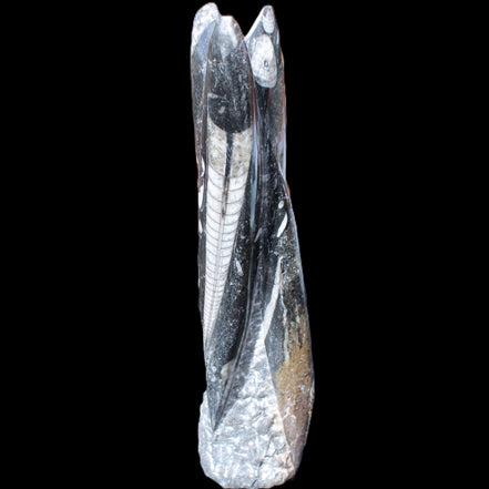 Orthoceras sculpture tower from Morocco 230*65mm 1030g in sunlight - Rocks and Things Store