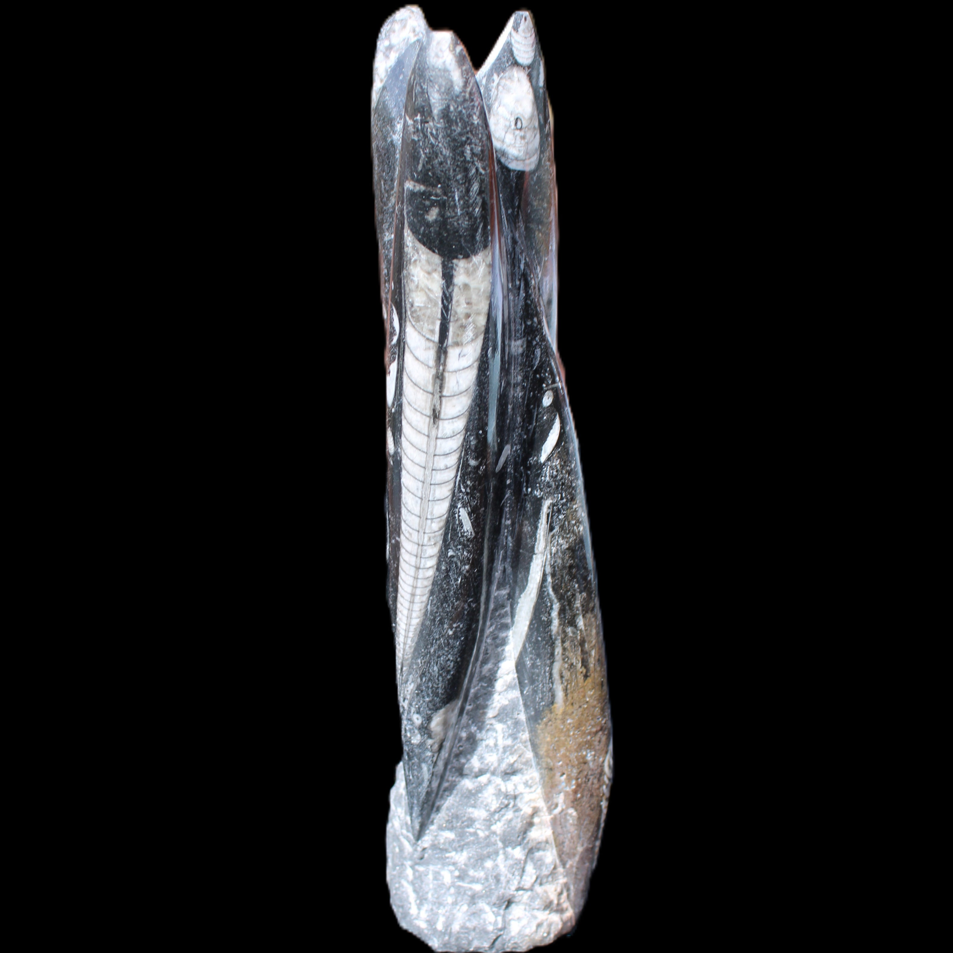 Orthoceras sculpture tower from Morocco 230*65mm 1030g in sunlight - Rocks and Things Store