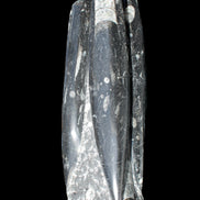 Orthoceras sculpture tower from Morocco 215*64mm 1534g in sunlight - Rocks and Things Store