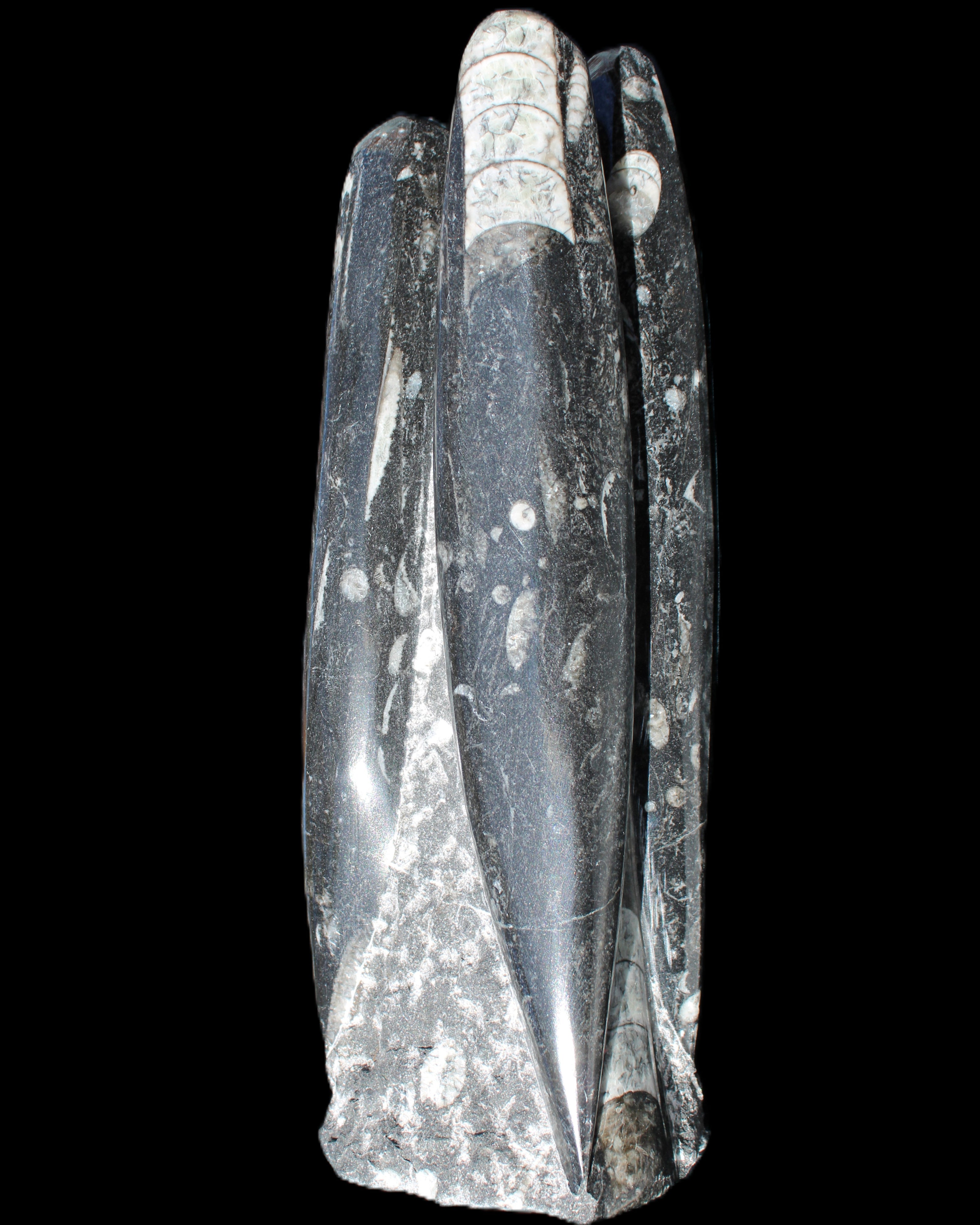 Orthoceras sculpture tower from Morocco 215*64mm 1534g in sunlight - Rocks and Things Store