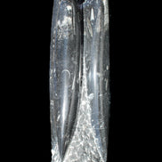 Orthoceras sculpture tower from Morocco 215*64mm 1534g in sunlight - Rocks and Things Store