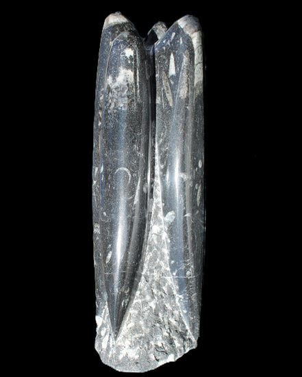 Orthoceras sculpture tower from Morocco 215*64mm 1534g in sunlight - Rocks and Things Store