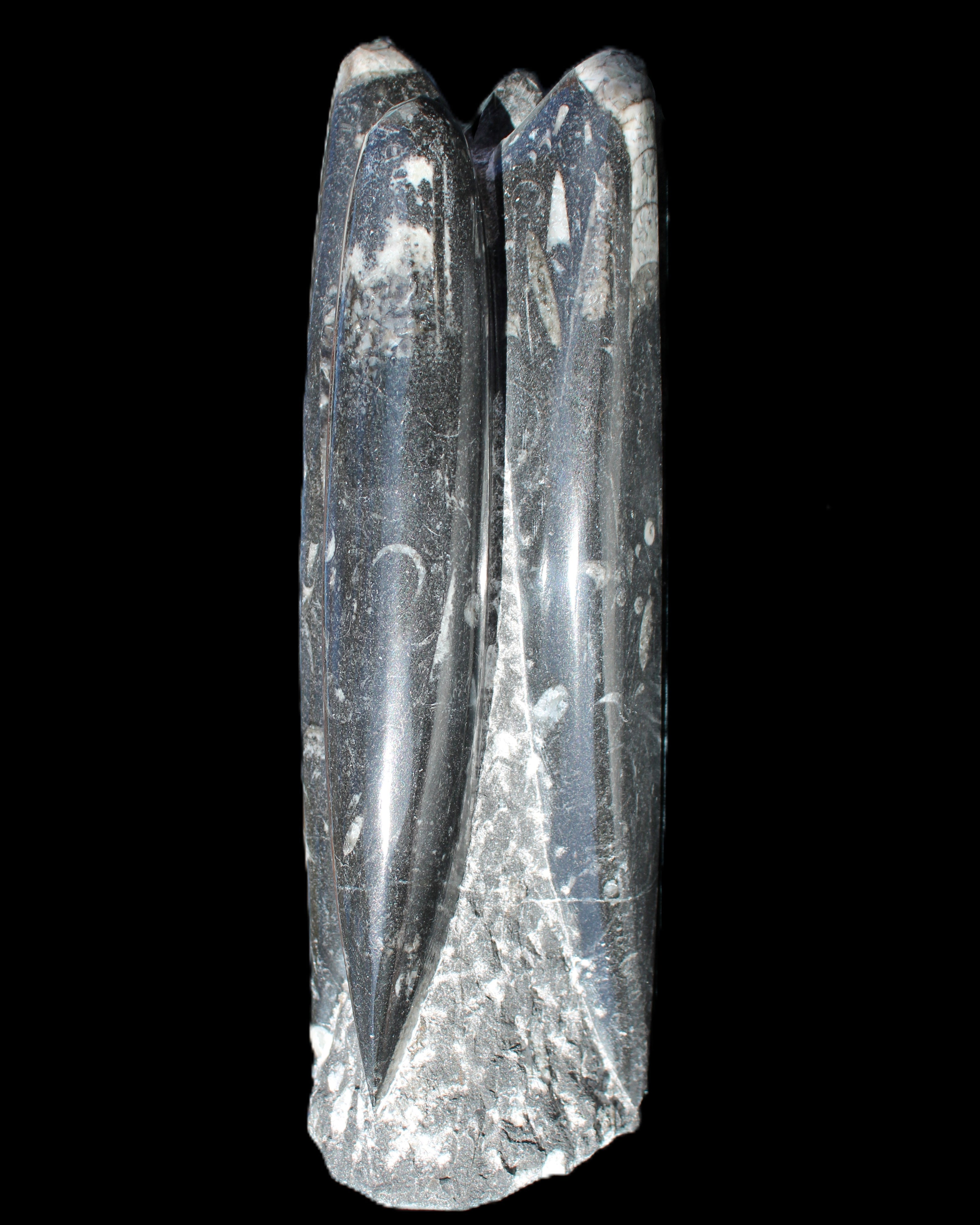 Orthoceras sculpture tower from Morocco 215*64mm 1534g in sunlight - Rocks and Things Store