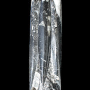 Orthoceras sculpture tower from Morocco 215*64mm 1534g in sunlight - Rocks and Things Store