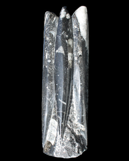 Orthoceras sculpture tower from Morocco 215*64mm 1534g in sunlight - Rocks and Things Store