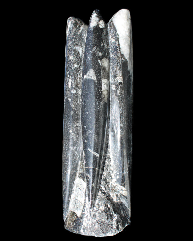 Orthoceras sculpture tower from Morocco 215*64mm 1534g in sunlight - Rocks and Things Store