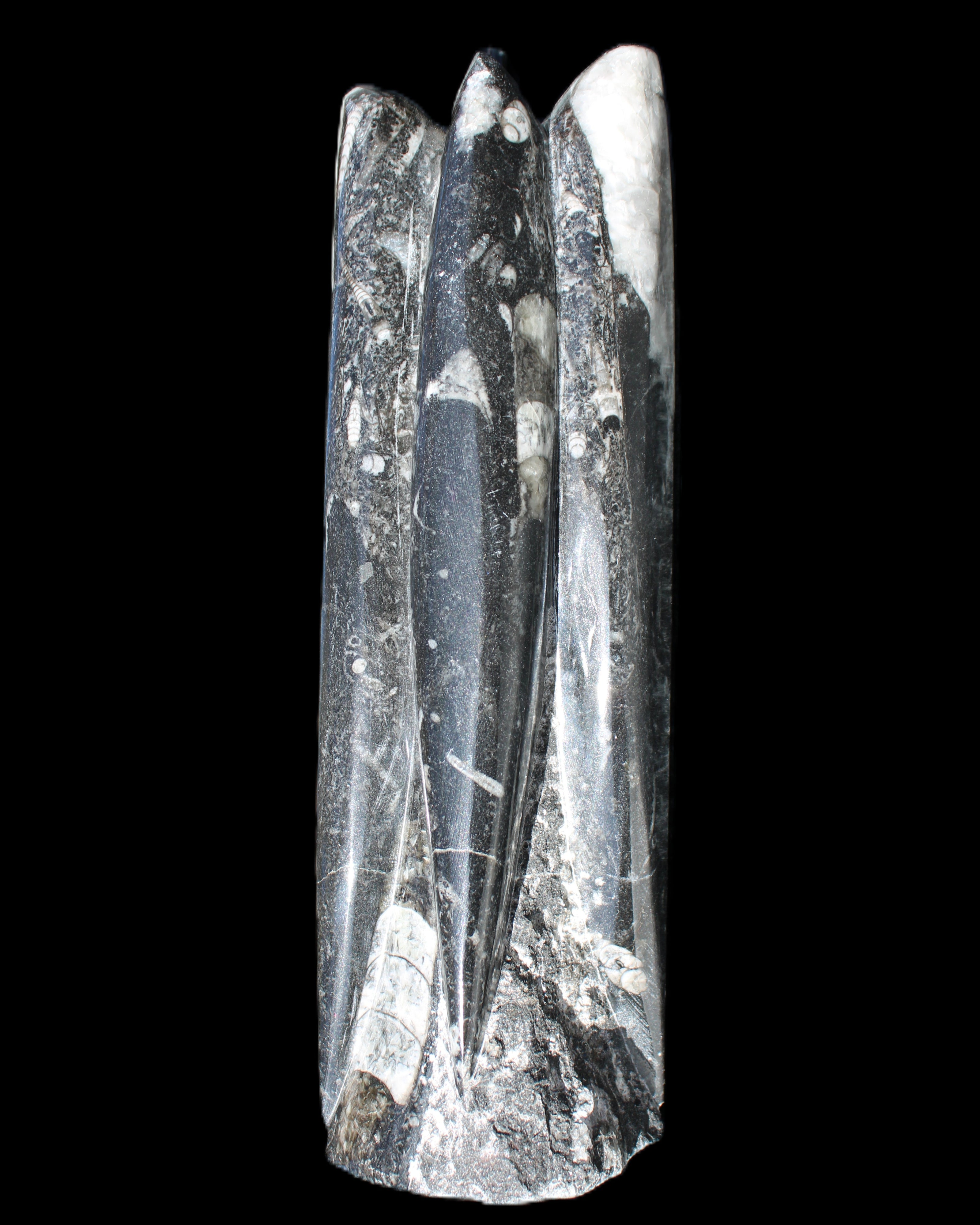 Orthoceras sculpture tower from Morocco 215*64mm 1534g in sunlight - Rocks and Things Store