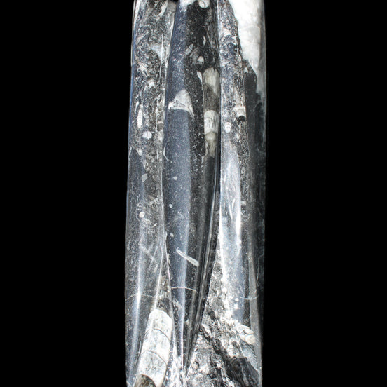 Orthoceras sculpture tower from Morocco 215*64mm 1534g in sunlight - Rocks and Things Store