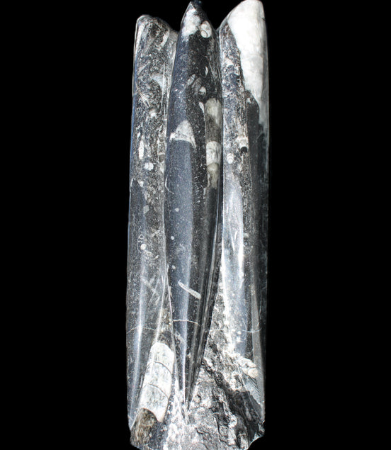 Orthoceras sculpture tower from Morocco 215*64mm 1534g in sunlight - Rocks and Things Store