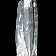 Orthoceras sculpture tower from Morocco 215*64mm 1534g in sunlight - Rocks and Things Store