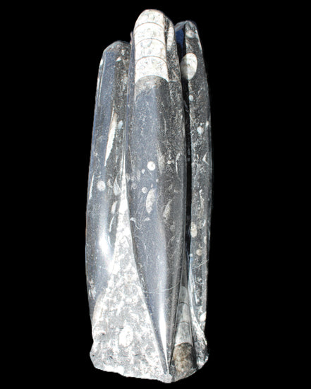 Orthoceras sculpture tower from Morocco 215*64mm 1534g in sunlight - Rocks and Things Store