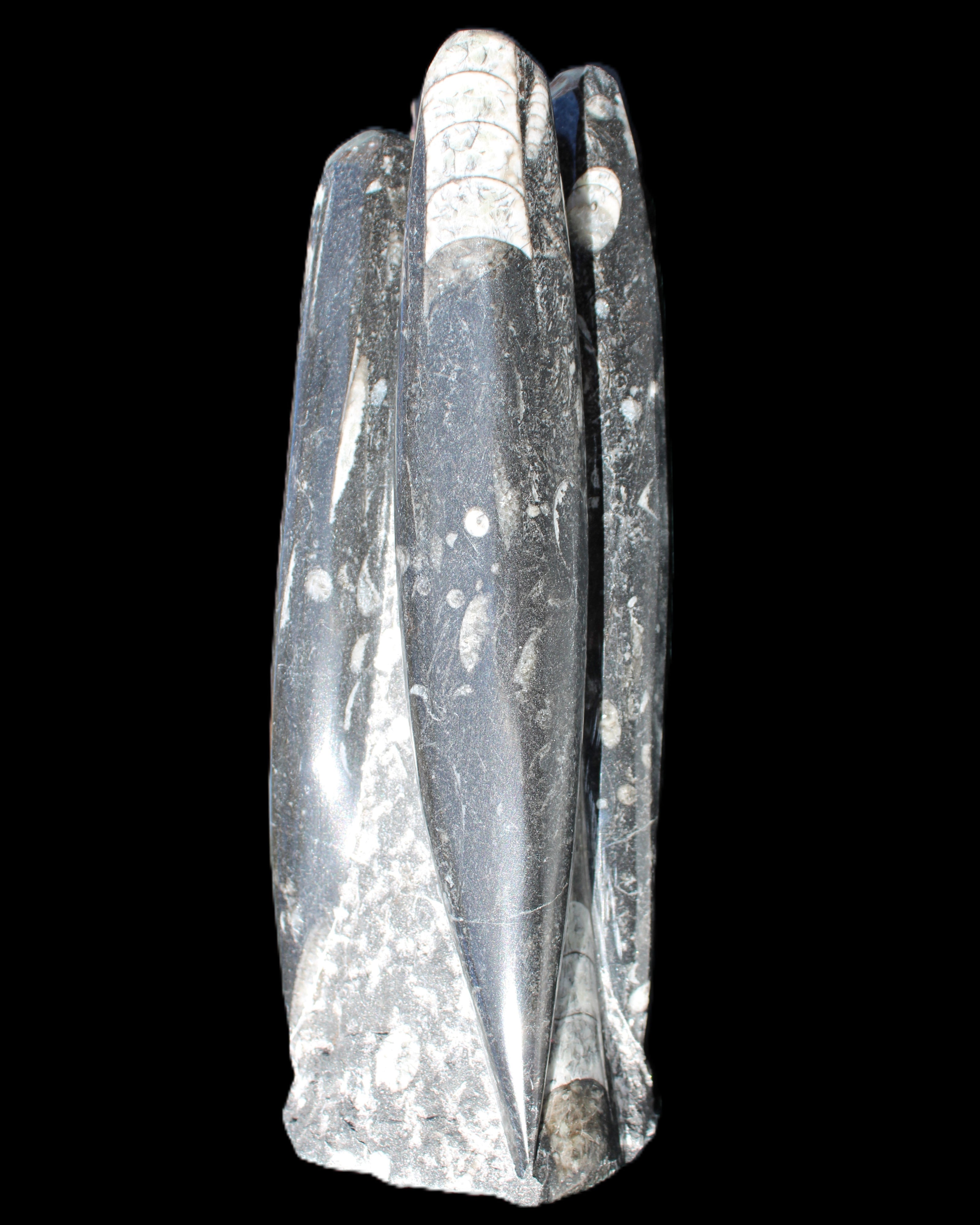 Orthoceras sculpture tower from Morocco 215*64mm 1534g in sunlight - Rocks and Things Store