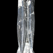 Orthoceras sculpture tower from Morocco 215*64mm 1534g in sunlight - Rocks and Things Store