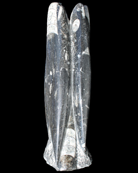 Orthoceras sculpture tower from Morocco 215*64mm 1534g in sunlight - Rocks and Things Store