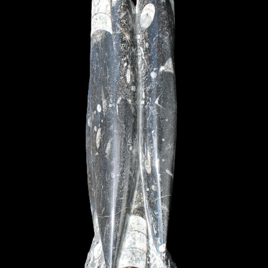 Orthoceras sculpture tower from Morocco 215*64mm 1534g in sunlight - Rocks and Things Store