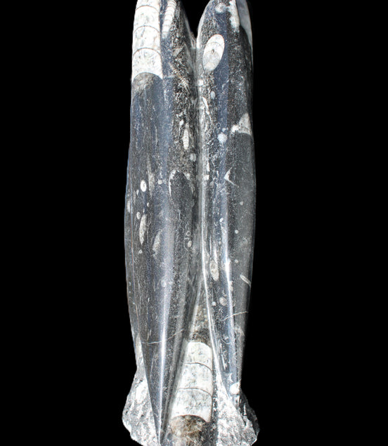 Orthoceras sculpture tower from Morocco 215*64mm 1534g in sunlight - Rocks and Things Store