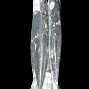 Orthoceras sculpture tower from Morocco 215*64mm 1534g in sunlight - Rocks and Things Store