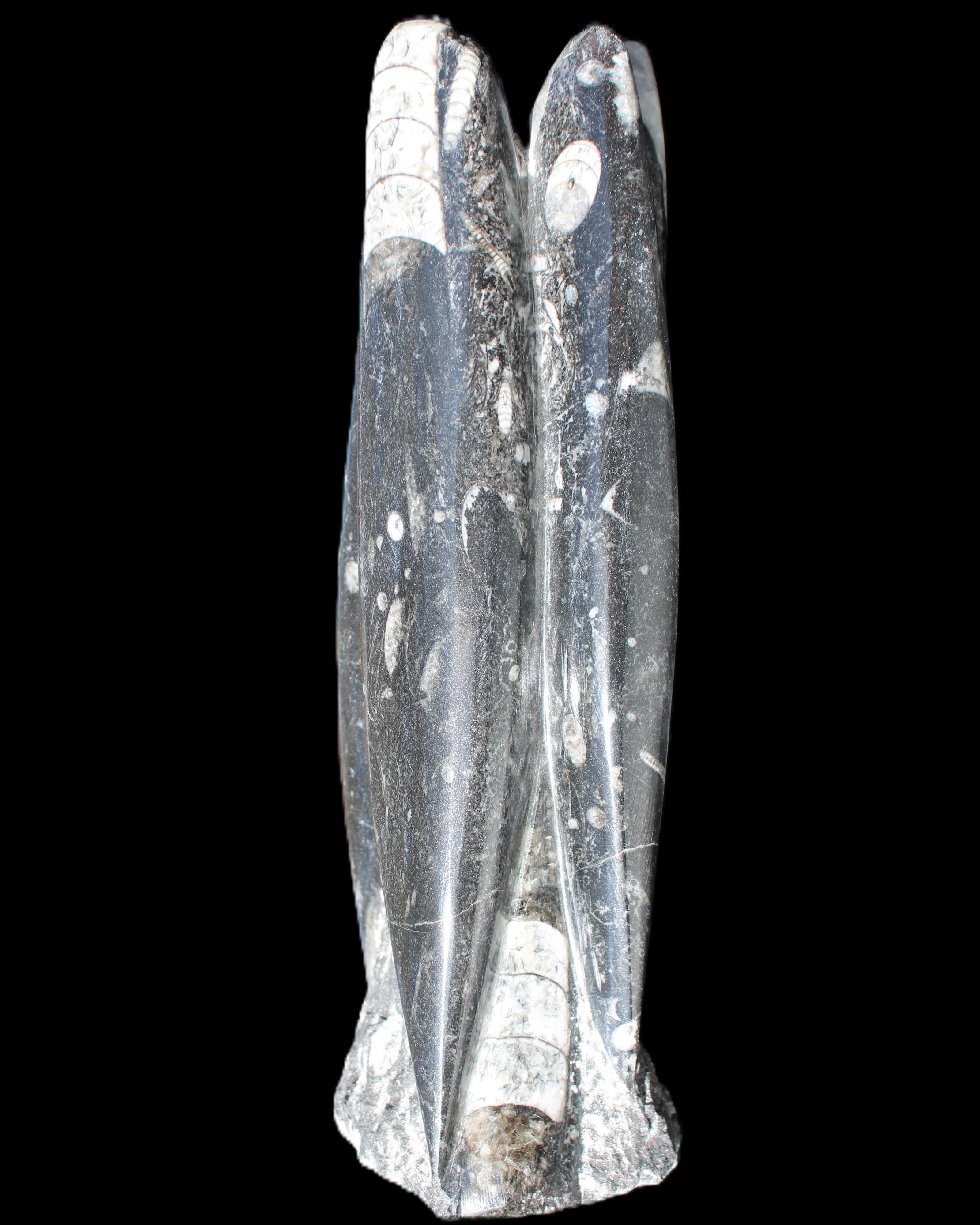 Orthoceras sculpture tower from Morocco 215*64mm 1534g in sunlight - Rocks and Things Store