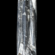 Orthoceras sculpture tower from Morocco 215*64mm 1534g in sunlight - Rocks and Things Store