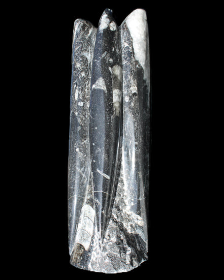 Orthoceras sculpture tower from Morocco 215*64mm 1534g in sunlight - Rocks and Things Store