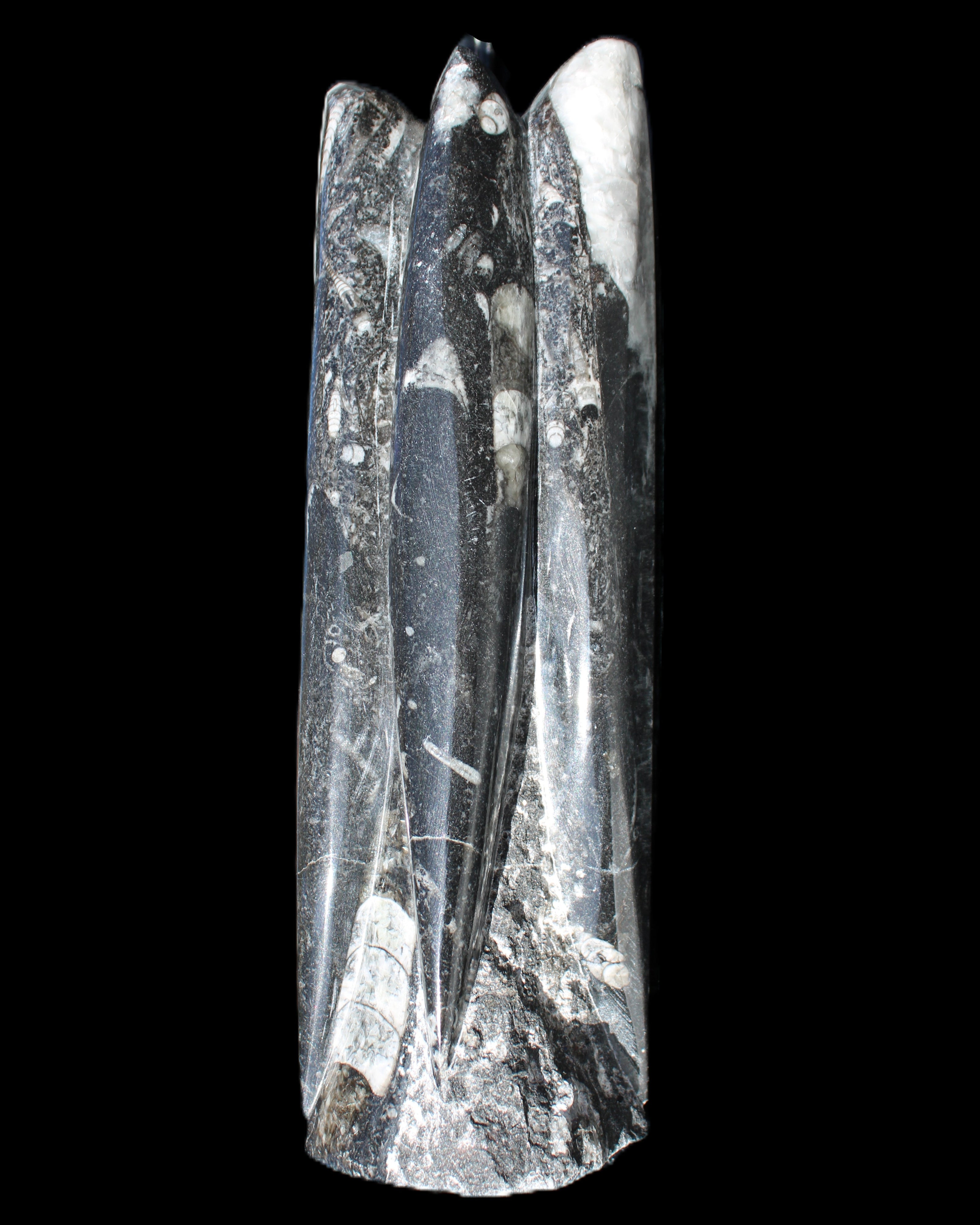 Orthoceras sculpture tower from Morocco 215*64mm 1534g in sunlight - Rocks and Things Store