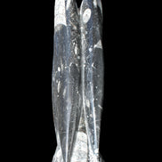 Orthoceras sculpture tower from Morocco 215*64mm 1534g in sunlight - Rocks and Things Store