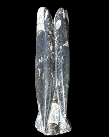 Orthoceras sculpture tower from Morocco 215*64mm 1534g in sunlight - Rocks and Things Store