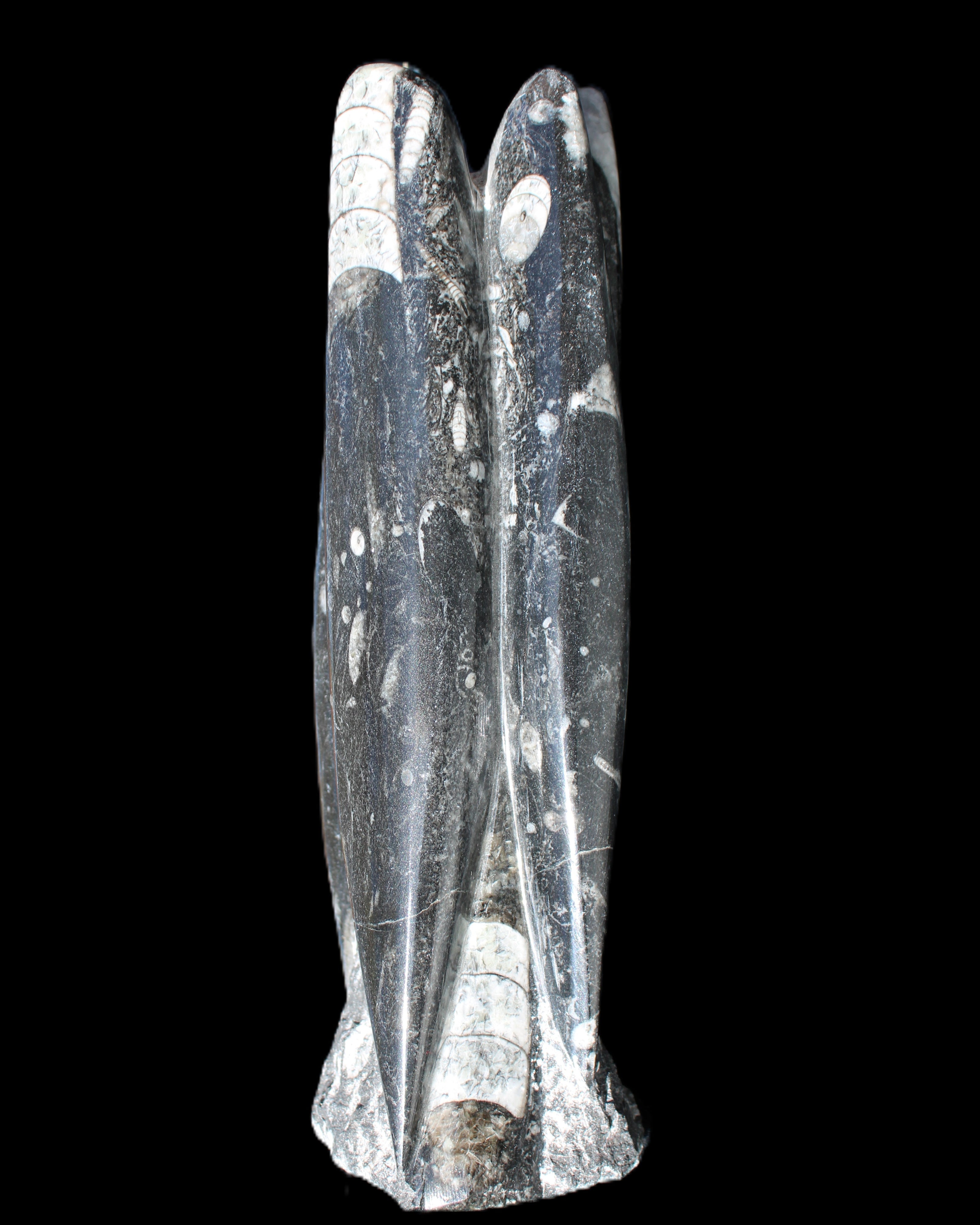Orthoceras sculpture tower from Morocco 215*64mm 1534g in sunlight - Rocks and Things Store