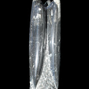 Orthoceras sculpture tower from Morocco 215*64mm 1534g in sunlight - Rocks and Things Store