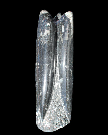 Orthoceras sculpture tower from Morocco 215*64mm 1534g in sunlight - Rocks and Things Store