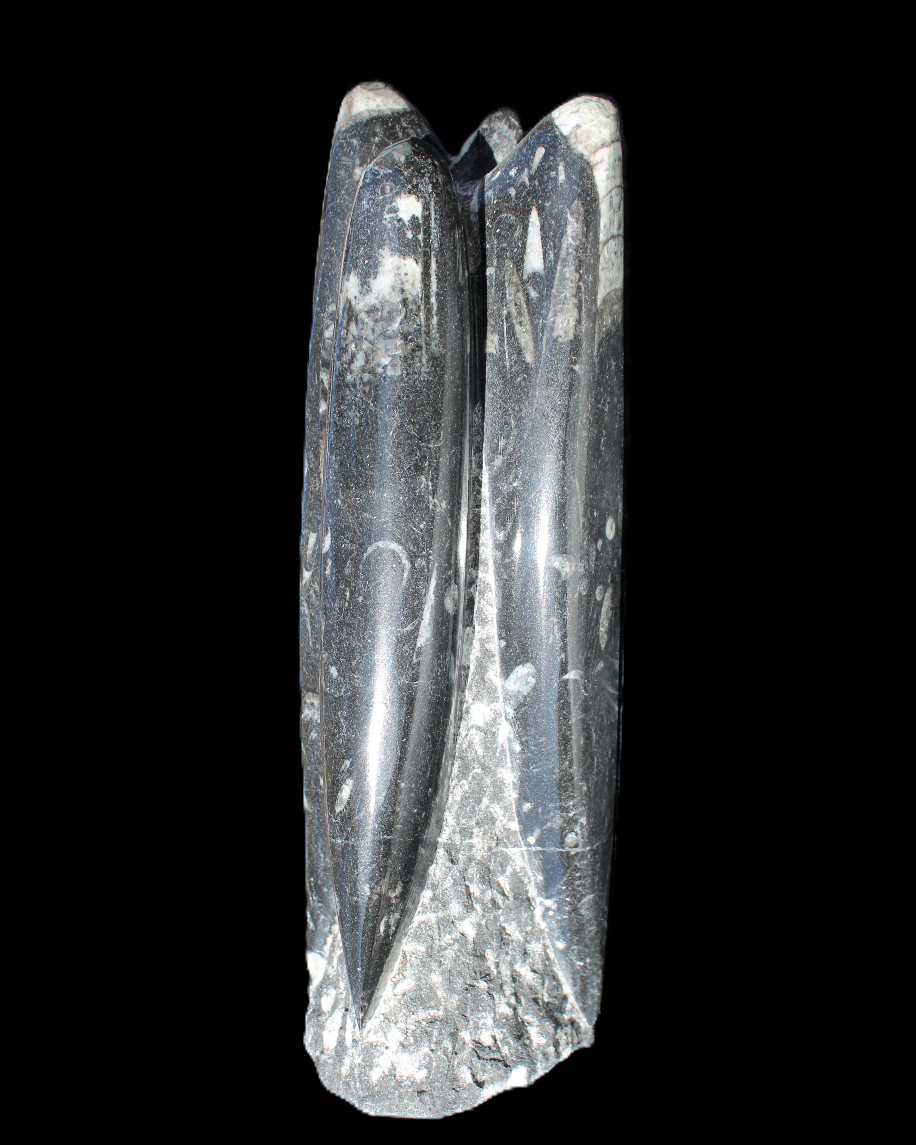 Orthoceras sculpture tower from Morocco 215*64mm 1534g in sunlight - Rocks and Things Store