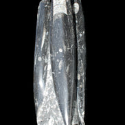 Orthoceras sculpture tower from Morocco 215*64mm 1534g in sunlight - Rocks and Things Store