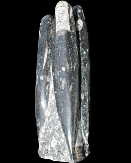 Orthoceras sculpture tower from Morocco 215*64mm 1534g in sunlight - Rocks and Things Store