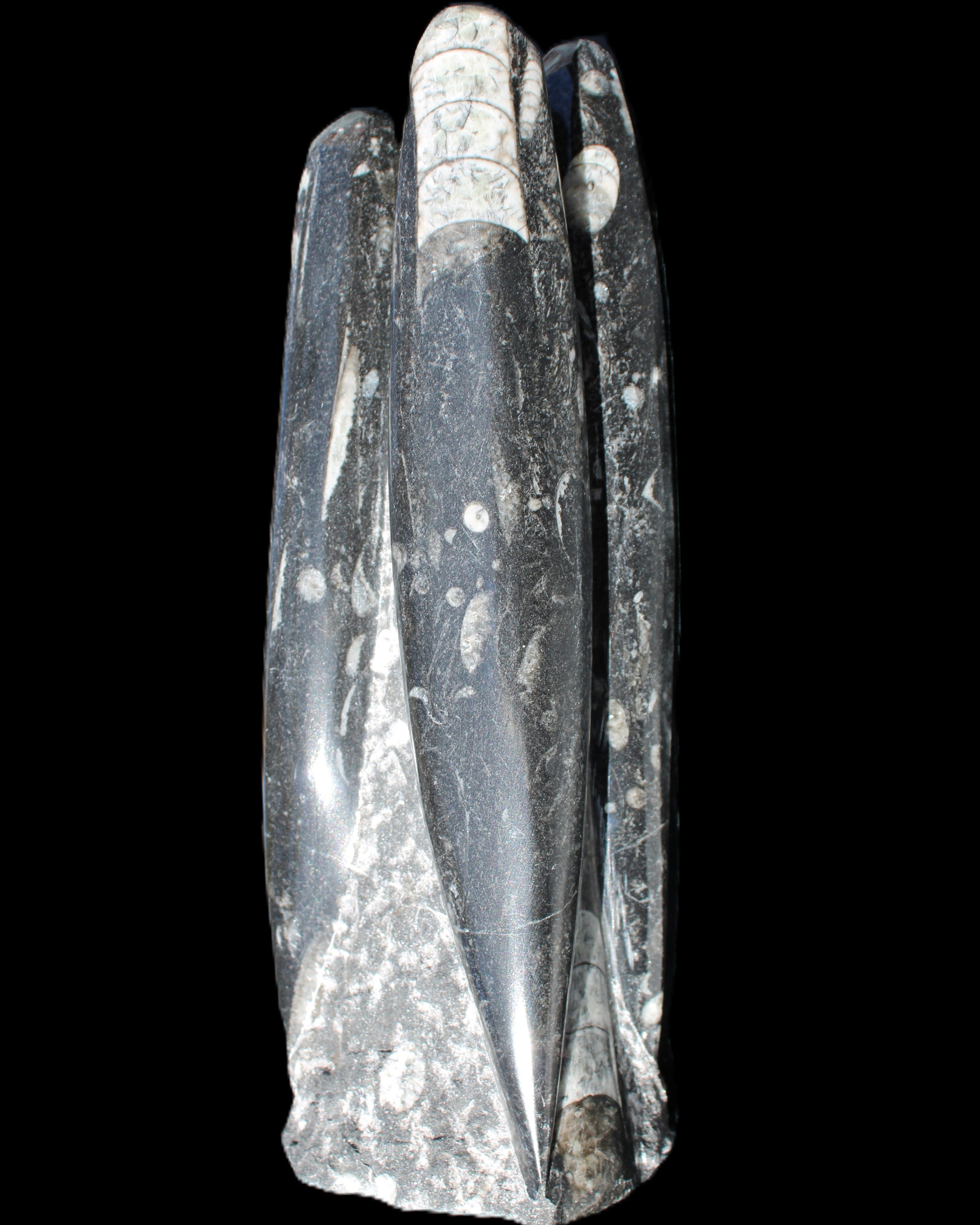 Orthoceras sculpture tower from Morocco 215*64mm 1534g in sunlight - Rocks and Things Store