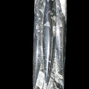 Orthoceras sculpture tower from Morocco 215*64mm 1534g in sunlight - Rocks and Things Store