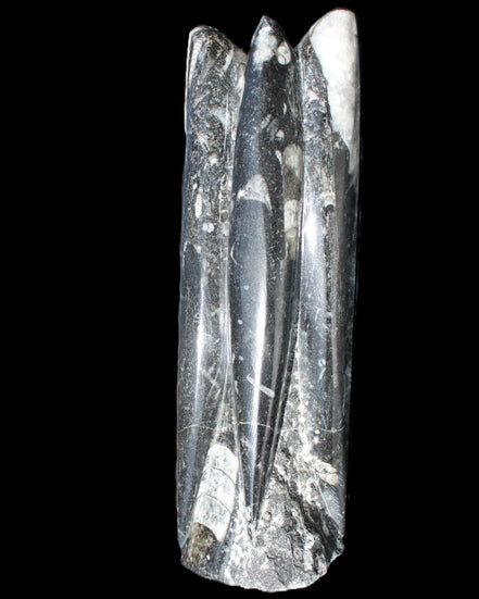 Orthoceras sculpture tower from Morocco 215*64mm 1534g in sunlight - Rocks and Things Store