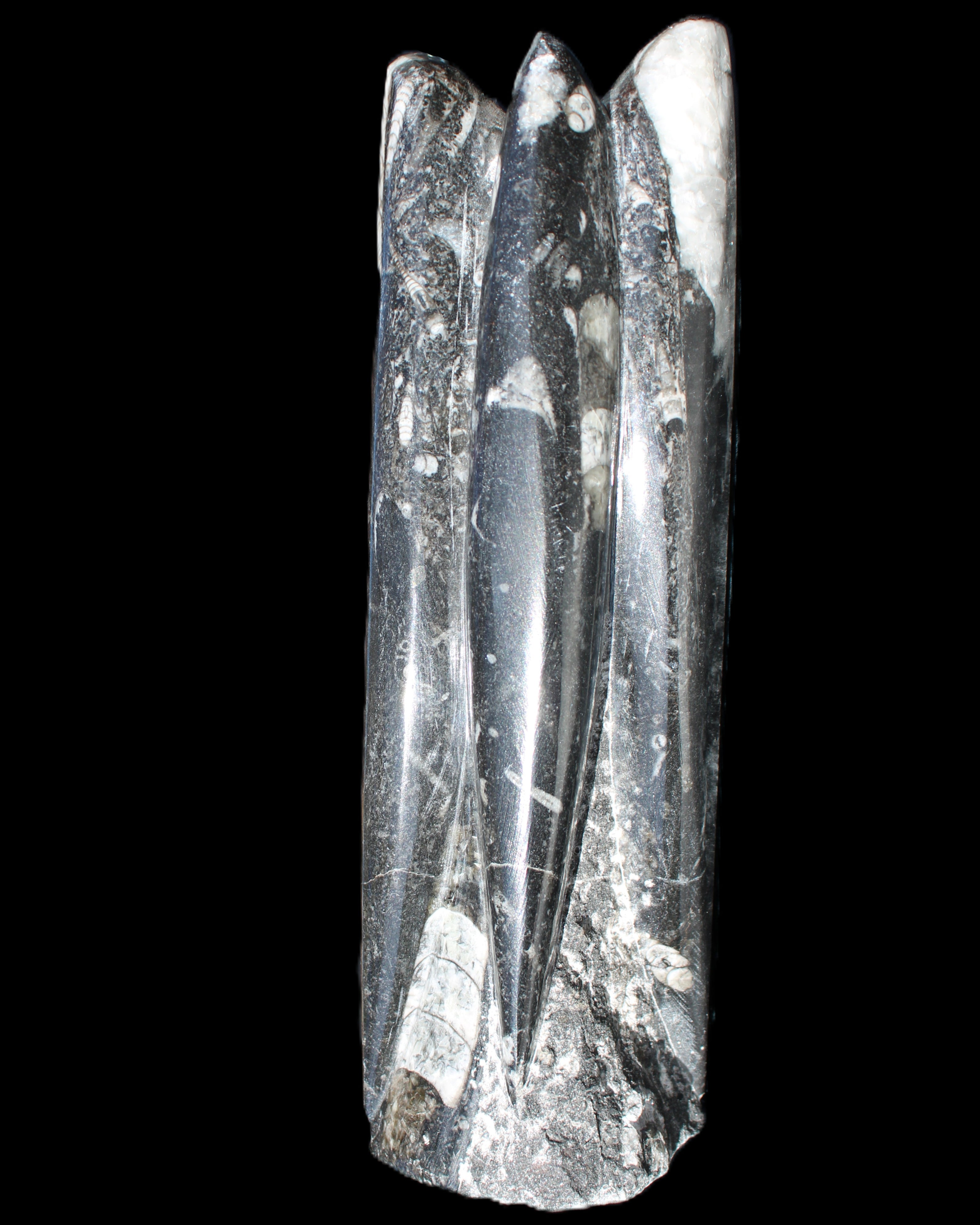 Orthoceras sculpture tower from Morocco 215*64mm 1534g in sunlight - Rocks and Things Store