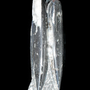 Orthoceras sculpture tower from Morocco 215*64mm 1534g in sunlight - Rocks and Things Store