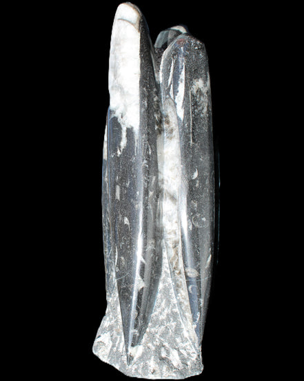 Orthoceras sculpture tower from Morocco 215*64mm 1534g in sunlight - Rocks and Things Store