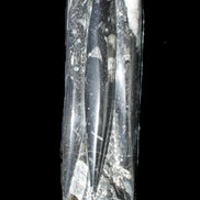 Orthoceras sculpture tower from Morocco 215*64mm 1534g in sunlight - Rocks and Things Store