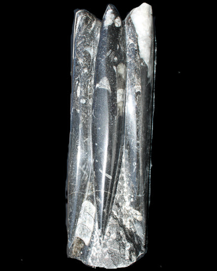 Orthoceras sculpture tower from Morocco 215*64mm 1534g in sunlight - Rocks and Things Store