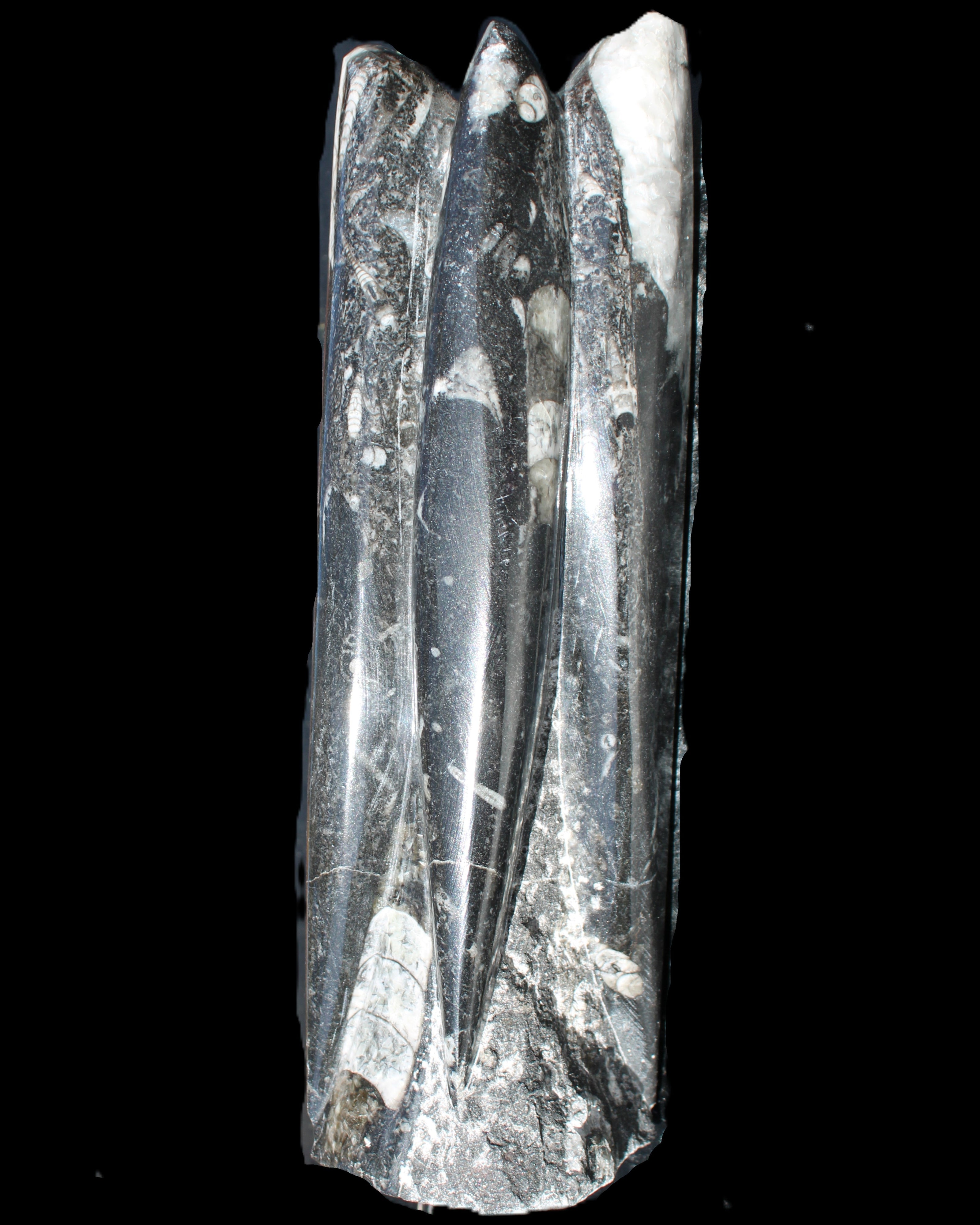 Orthoceras sculpture tower from Morocco 215*64mm 1534g in sunlight - Rocks and Things Store