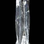 Orthoceras sculpture tower from Morocco 215*64mm 1534g in sunlight - Rocks and Things Store